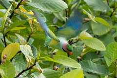 Psittacula longicauda