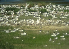 Chroicocephalus genei