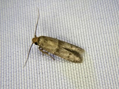 Blastobasinae