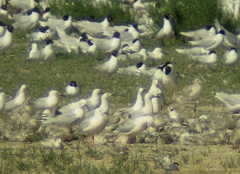 Chroicocephalus genei