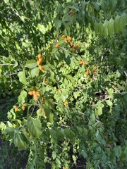 Duranta erecta