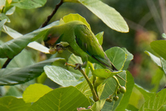 Psittacula longicauda