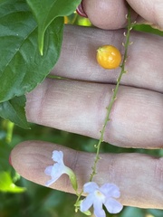 Duranta erecta