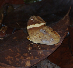 Xanthotaenia busiris