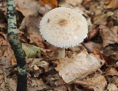Macrolepiota mastoidea