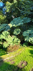 Gunnera tinctoria