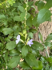 Duranta erecta