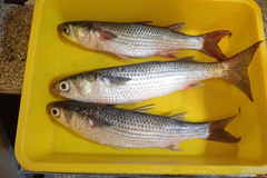 Mugil cephalus