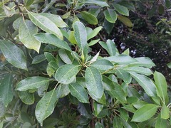 Daphniphyllum oldhami