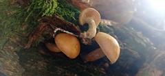 Gymnopilus