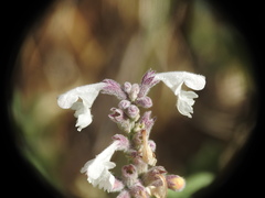 Nepeta nepetella