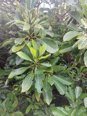 Daphniphyllum oldhami