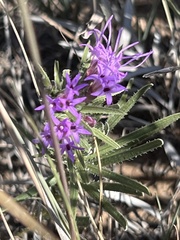 Liatris punctata
