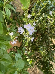 Duranta erecta