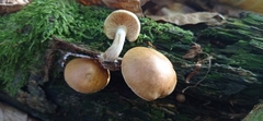 Gymnopilus
