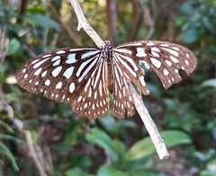Ideopsis similis