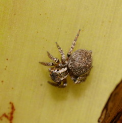 Salticoidea