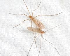 Limoniidae