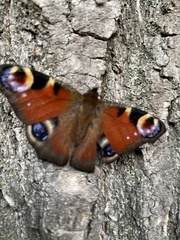 Aglais io
