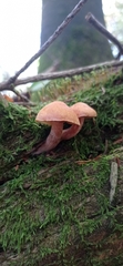 Gymnopilus