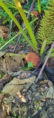 Gunnera tinctoria
