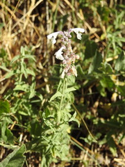 Nepeta nepetella
