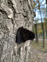Aglais io