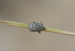 Dermacentor marginatus
