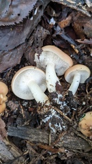 Gerhardtia foliicola