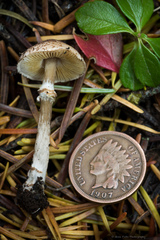 Lepiota felina