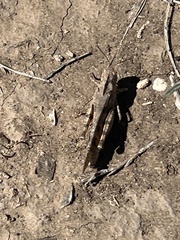 Spharagemon cristatum