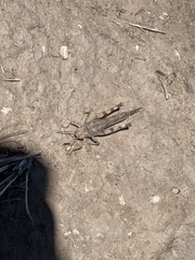 Spharagemon cristatum