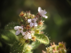 Thymus praecox polytrichus