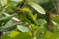 Psittacula longicauda