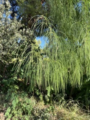 Parkinsonia aculeata
