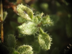 Thymus praecox polytrichus