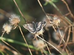 Burnsius communis