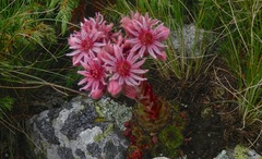 Sempervivum marmoreum