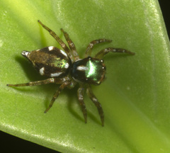 Chapoda