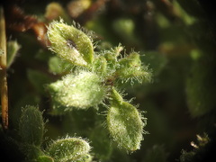 Thymus praecox polytrichus