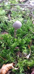 Cortinarius flexipes