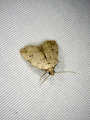 Neachrostia bipuncta