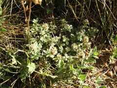 Thymus praecox polytrichus