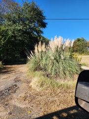 Cortaderia selloana