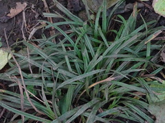 Carex sylvatica