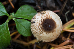 Lepiota felina