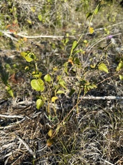 Smilax bona-nox