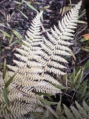 Dennstaedtia punctilobula