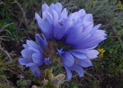 Campanula transsilvanica