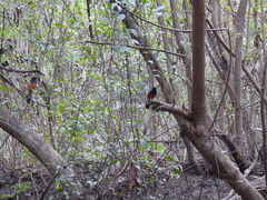 Copsychus malabaricus